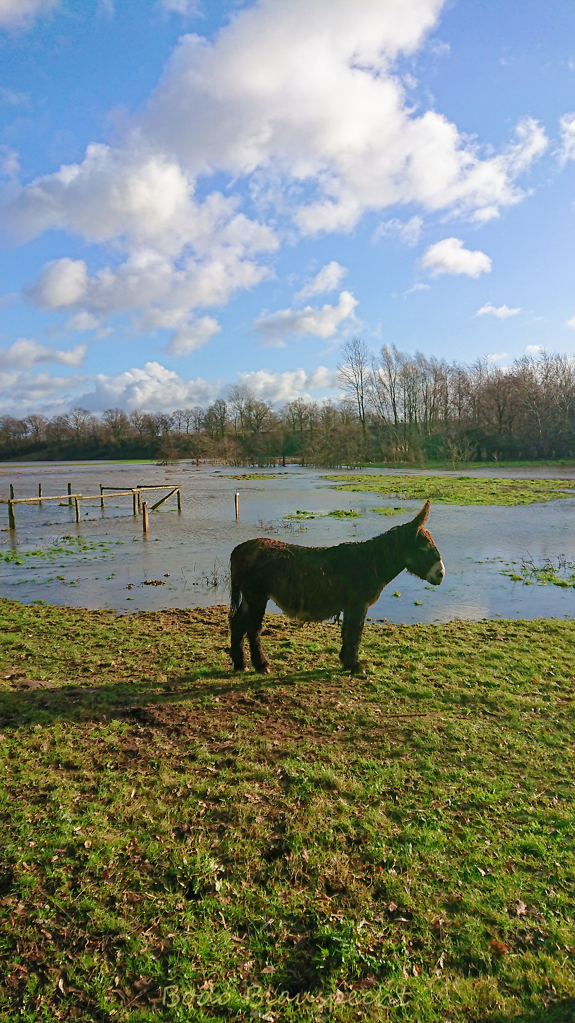 Hochwasser   Steveraue   2023.12.26 12.11 64 WEB